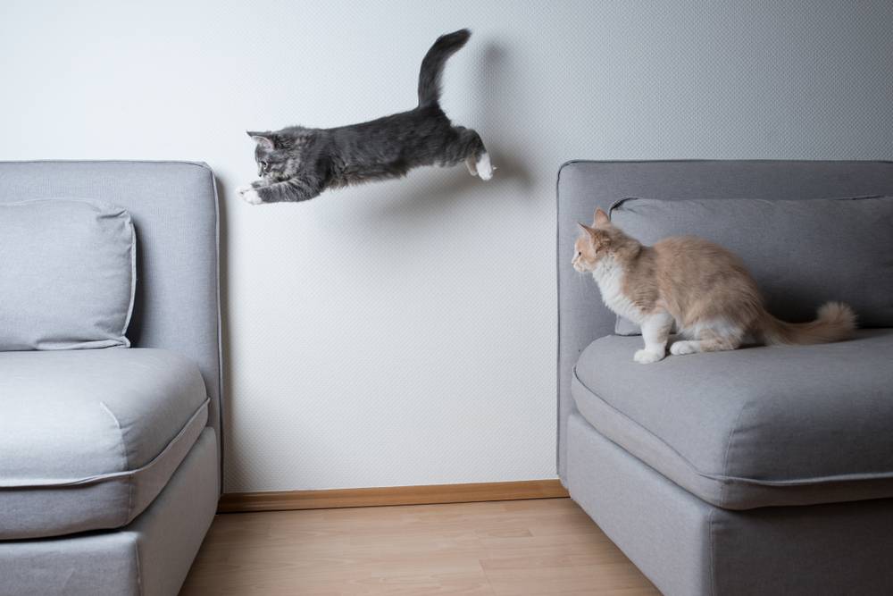 gatinho blue tabby maine coon pulando de um sofá para outro