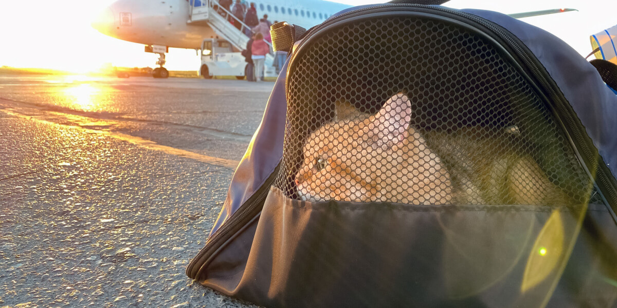 Gato em uma transportadora perto de um avião