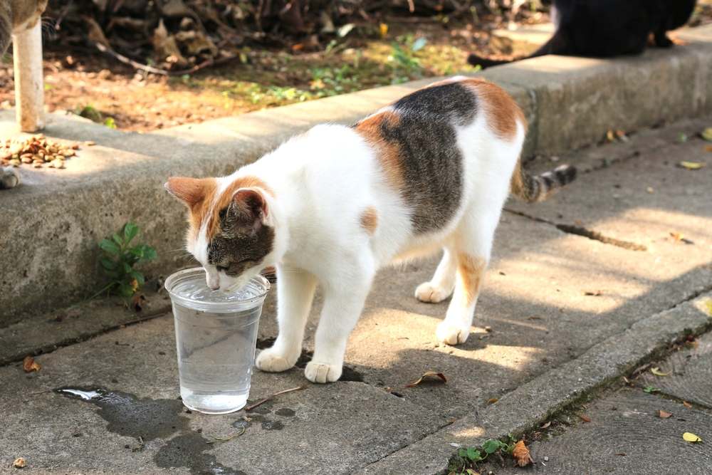 gato bebe e come comida no chão