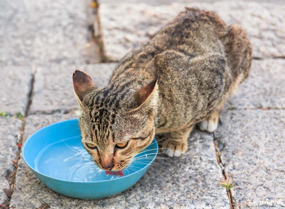 gato bebe água