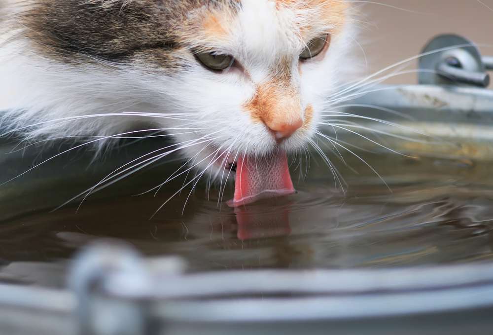 gato bebe ansiosamente água do balde de ferro