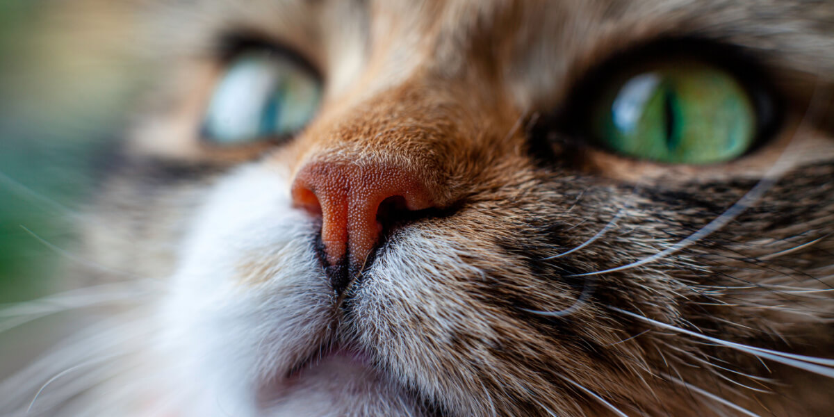 Close do rosto de um gato, mostrando seus detalhes intrincados e características expressivas, capturando a essência da beleza e da curiosidade felina.