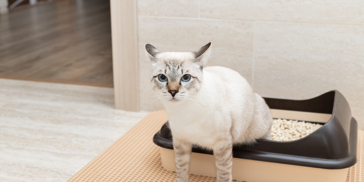 Gato sentado meio na bandeja sanitária