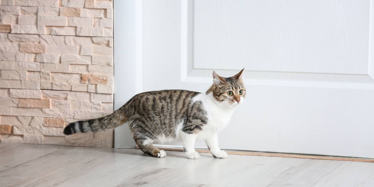 gato perto da porta de casa