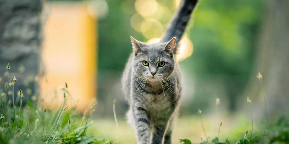 gato lá fora