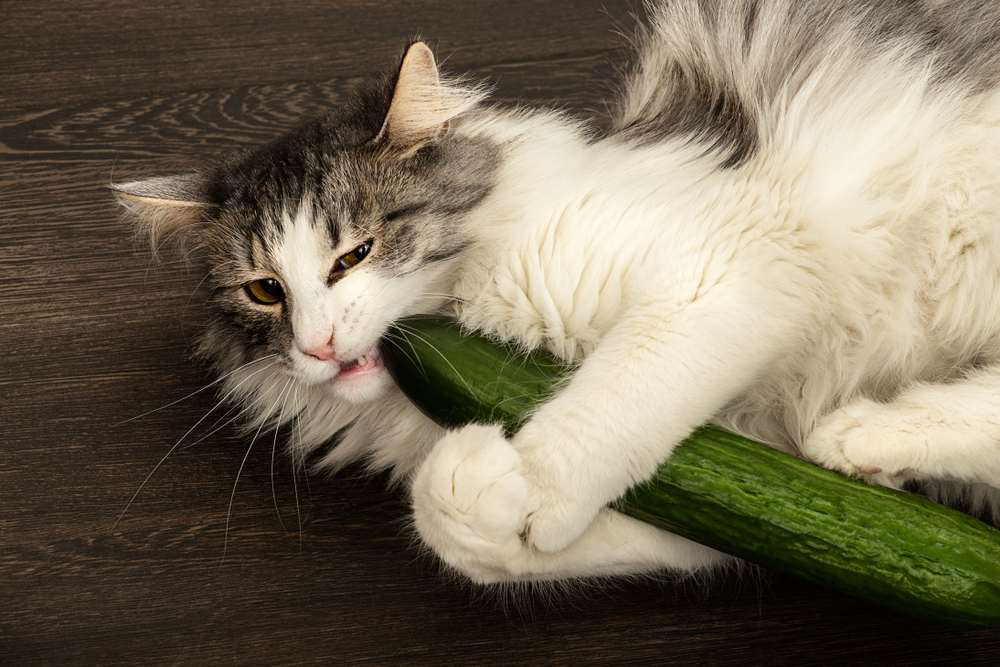 gato brinca com pepino