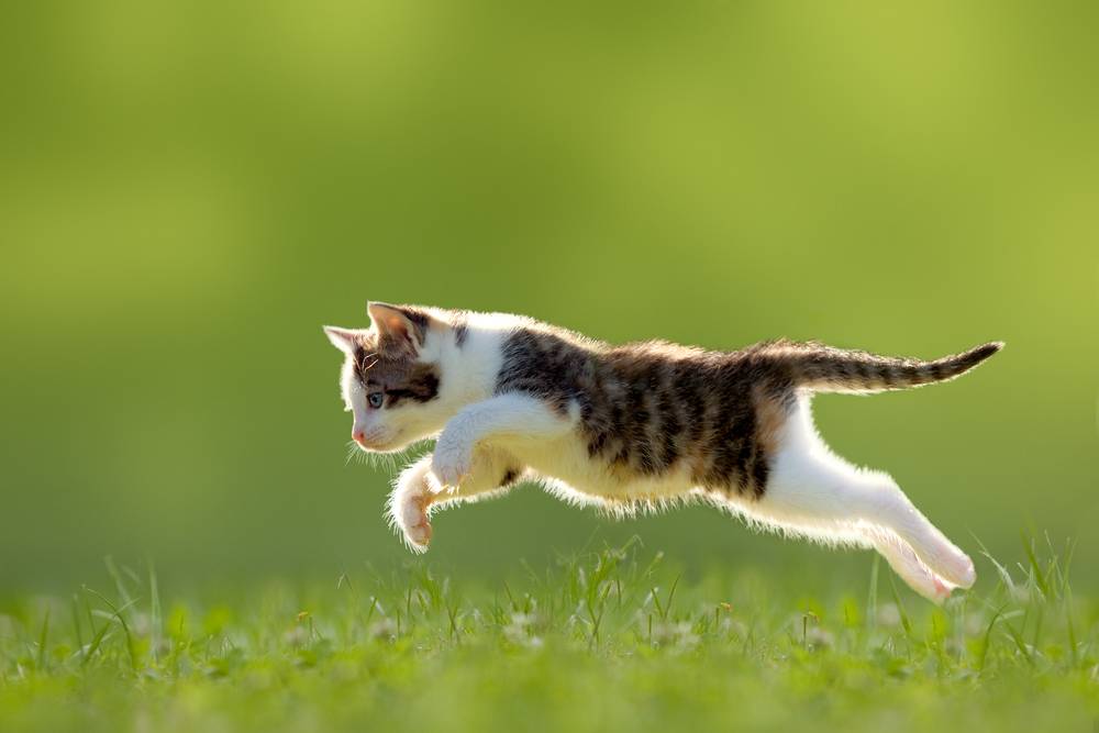 A imagem retrata uma cena dinâmica de um gato no meio do ataque.