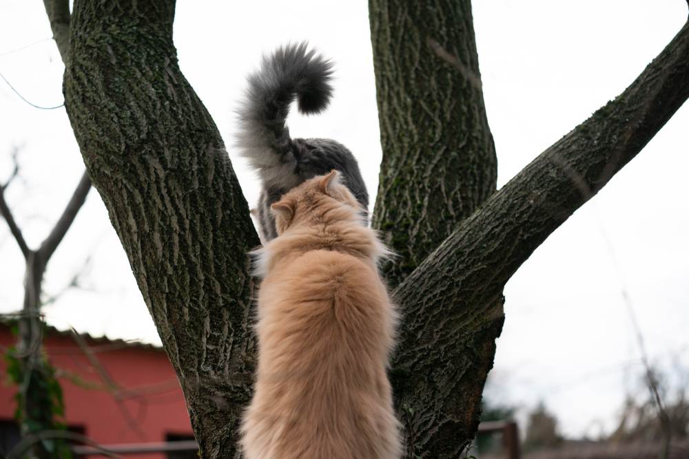 gato cheirando a bunda de outro gato ao ar livre