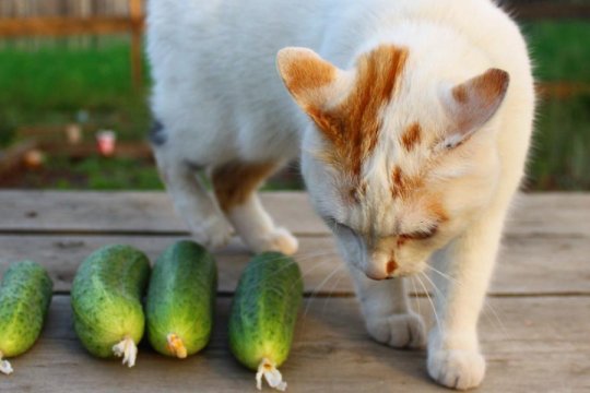 Por que os gatos odeiam pepinos? explicado por um veterinário
