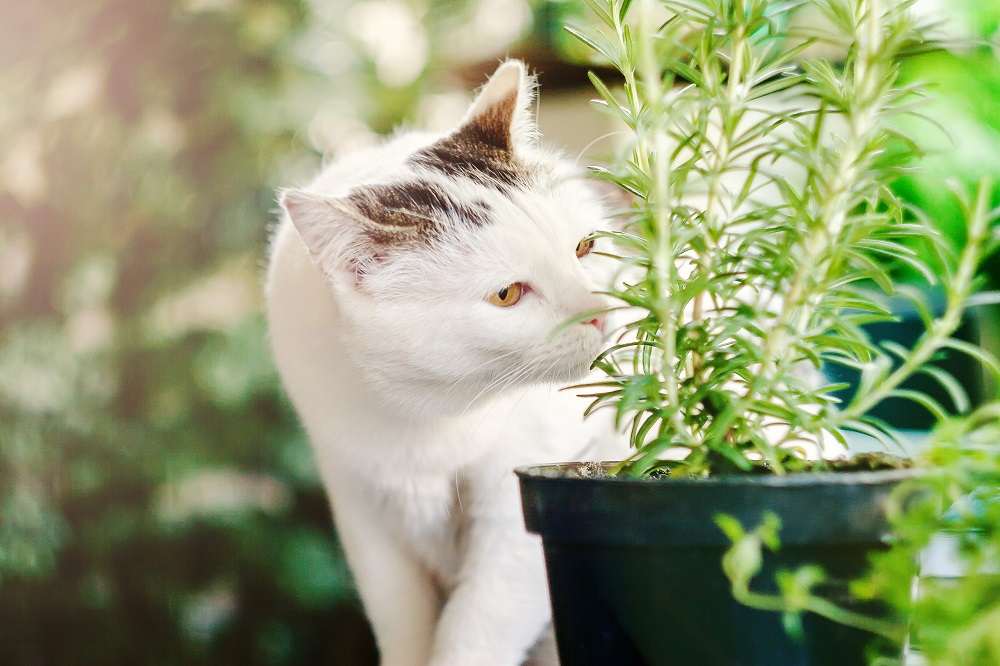 gato cheirando ervas