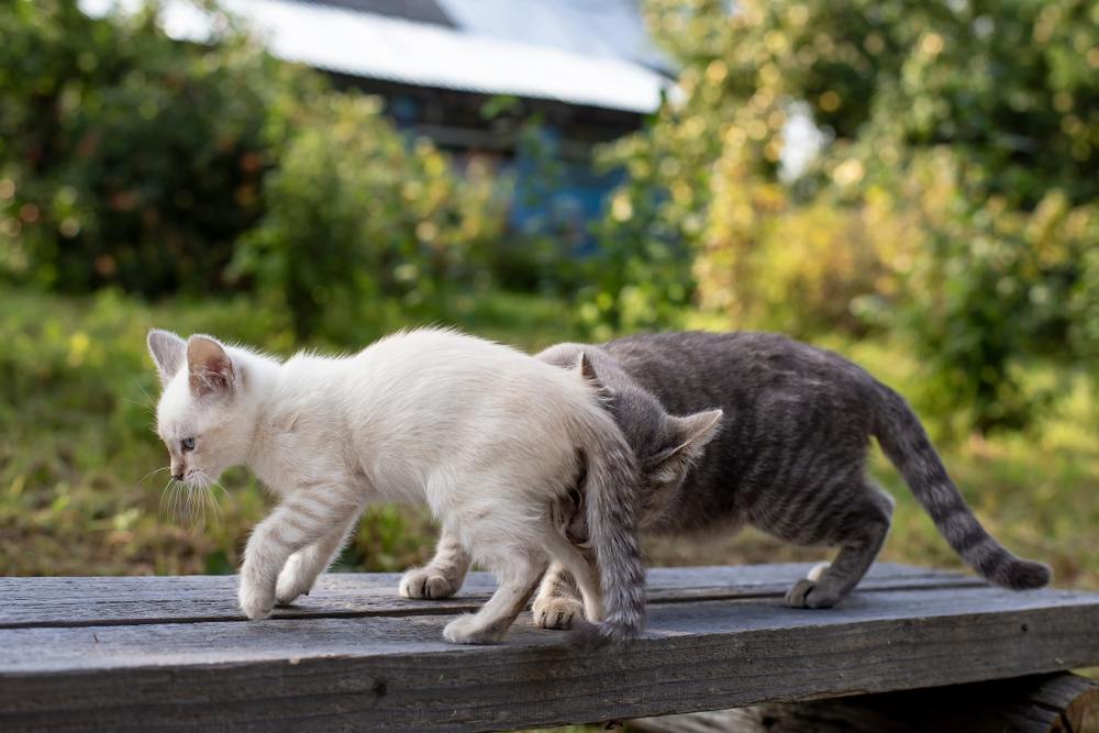 Imagem capturando um gato curioso envolvido na investigação de cheiros, usando seu olfato apurado para explorar o ambiente.