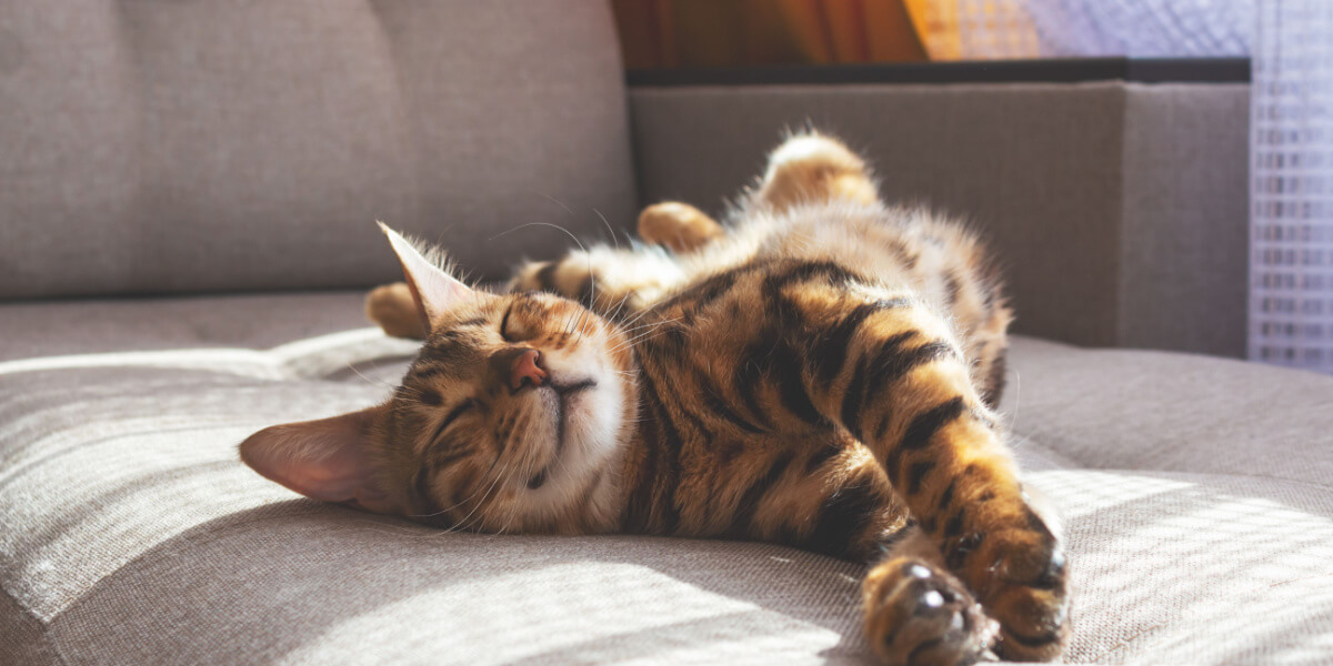 Um gato malhado laranja se aquecendo ao sol quente, descansando no parapeito de uma janela com os olhos fechados e uma expressão satisfeita.