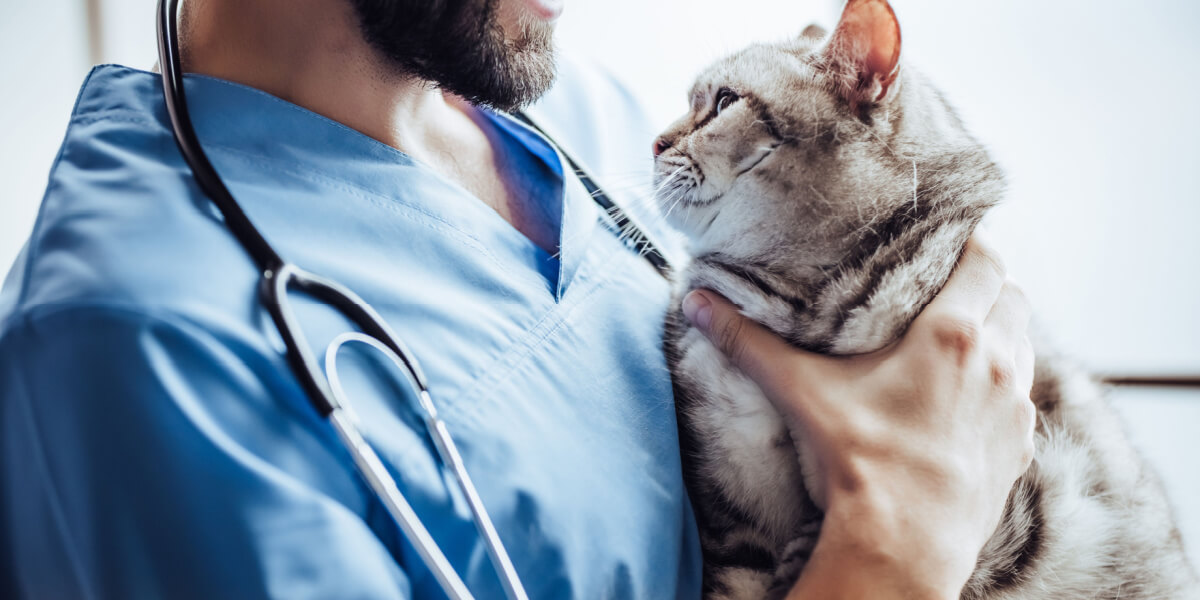 Imagem retratando um gato no consultório veterinário, destacando a importância dos check-ups regulares e dos cuidados médicos para manter a saúde e o bem-estar do felino.