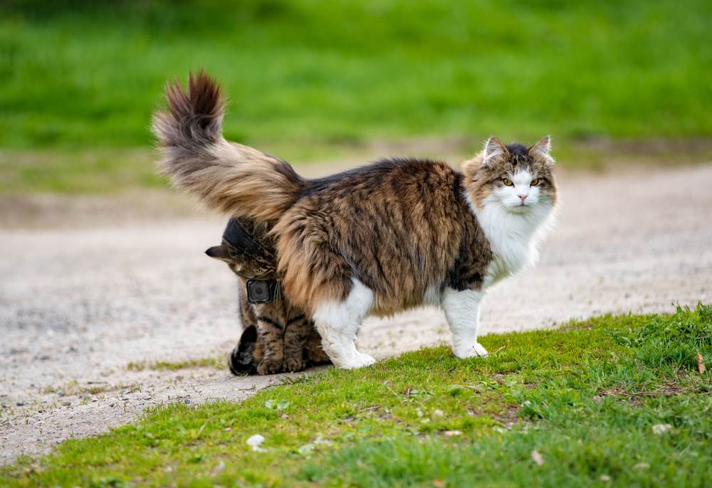 Imagem de um gato usando uma câmera de ação, capturando uma perspectiva única enquanto fareja outro gato, mostrando as interações sociais felinas de uma forma inovadora.