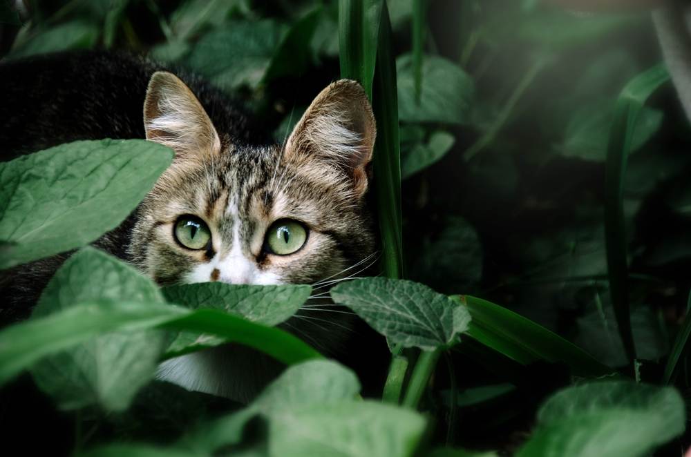 gato de olhos verdes se esconde nas folhas verdes do jardim