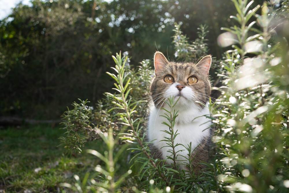 gato fofo em pé no arbusto de alecrim