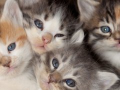 Four cute kittens