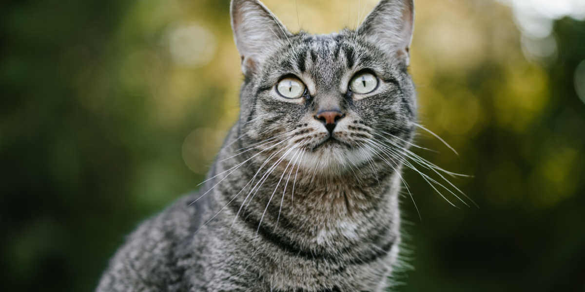 gato malhado olhando para cima