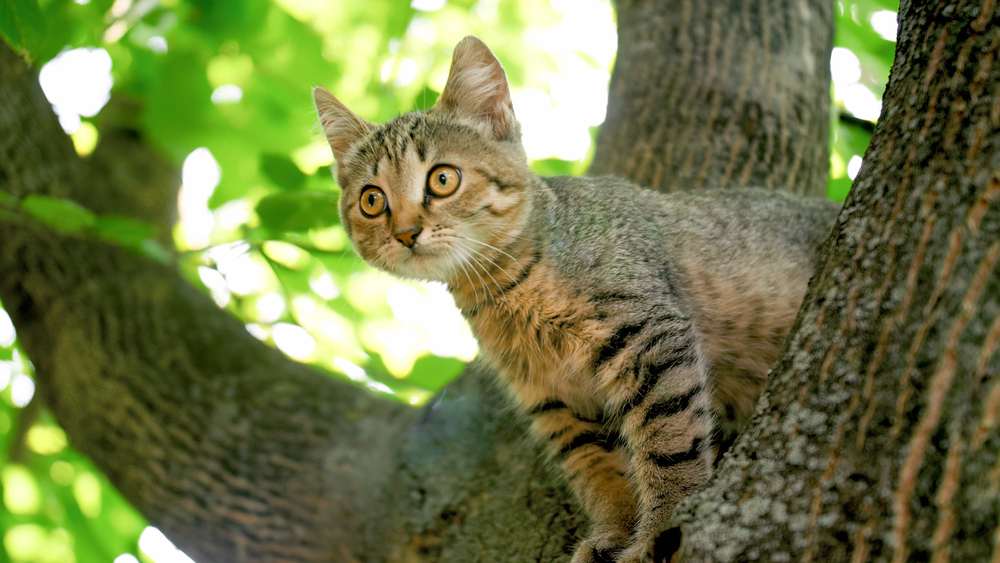 gato cinza sentado no topo de uma árvore no jardim