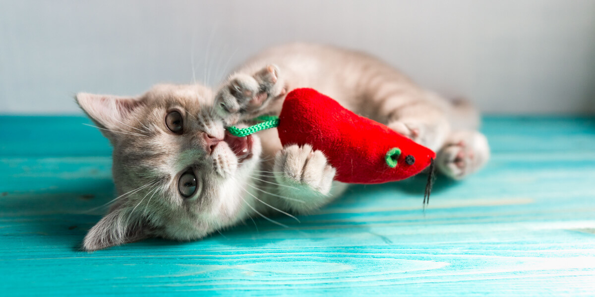 Gatinho brincando com brinquedo