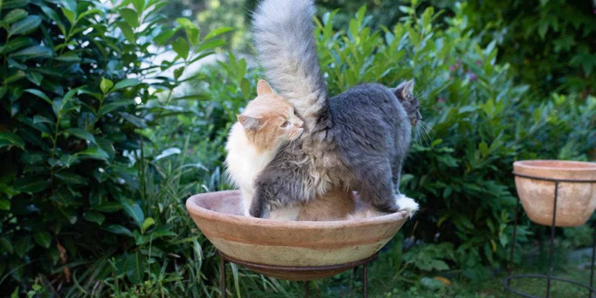 Imagem que mostra um gato investigando odores cheirando o traseiro de outro gato, um comportamento natural que facilita a comunicação e o reconhecimento entre os felinos.