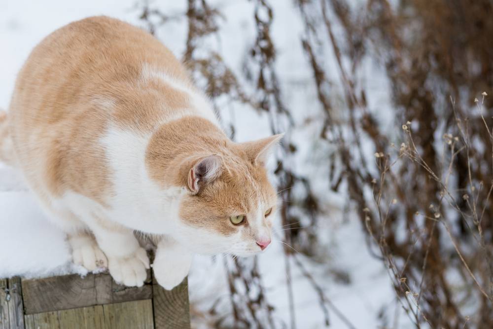 gato laranja está pronto para saltar de seu poleiro