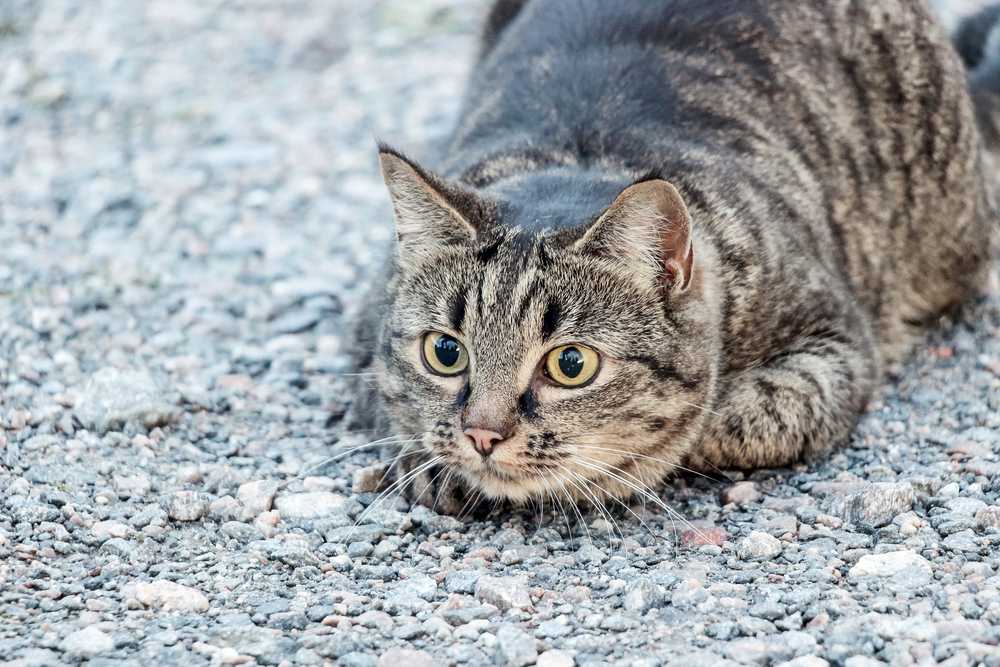 gato marrom listrado deitado no chão