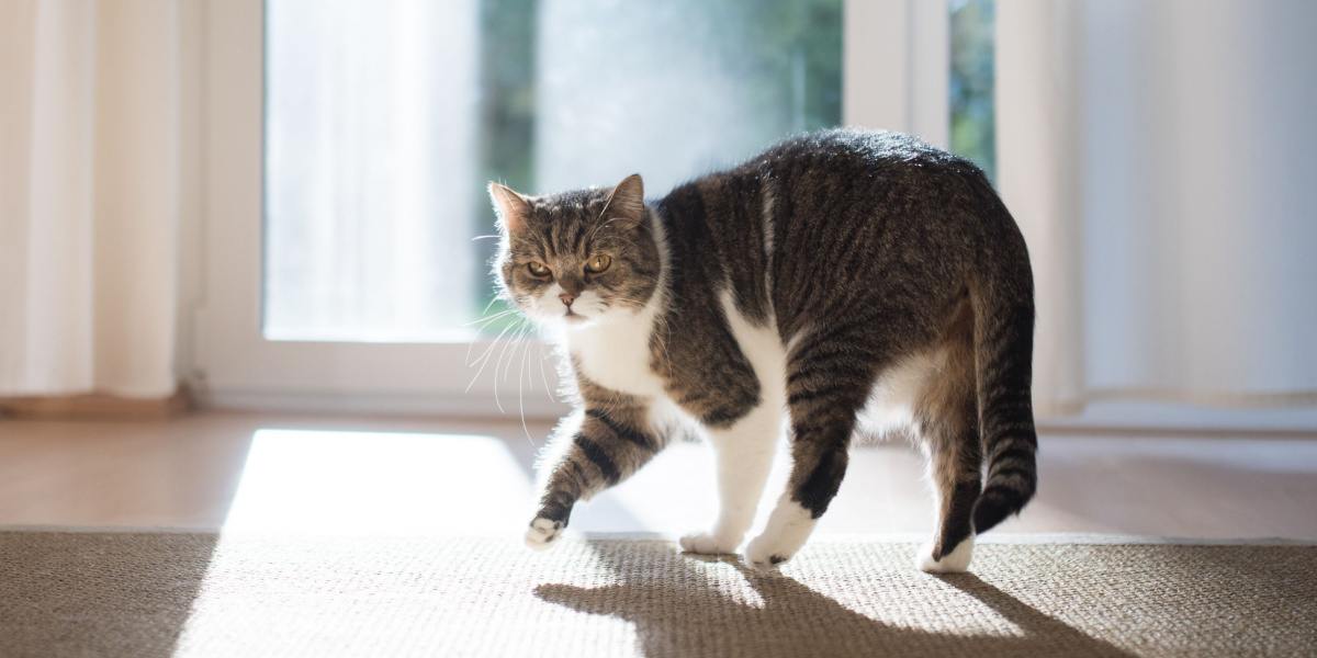 gato malhado branco britânico shorthair