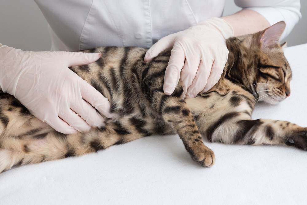 veterinário sente a barriga do gato