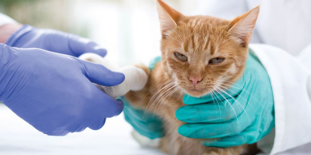 Uma imagem que captura um veterinário prestando atendimento médico a um gato devido a uma picada de cobra, destacando o papel crítico da intervenção profissional em tais emergências.