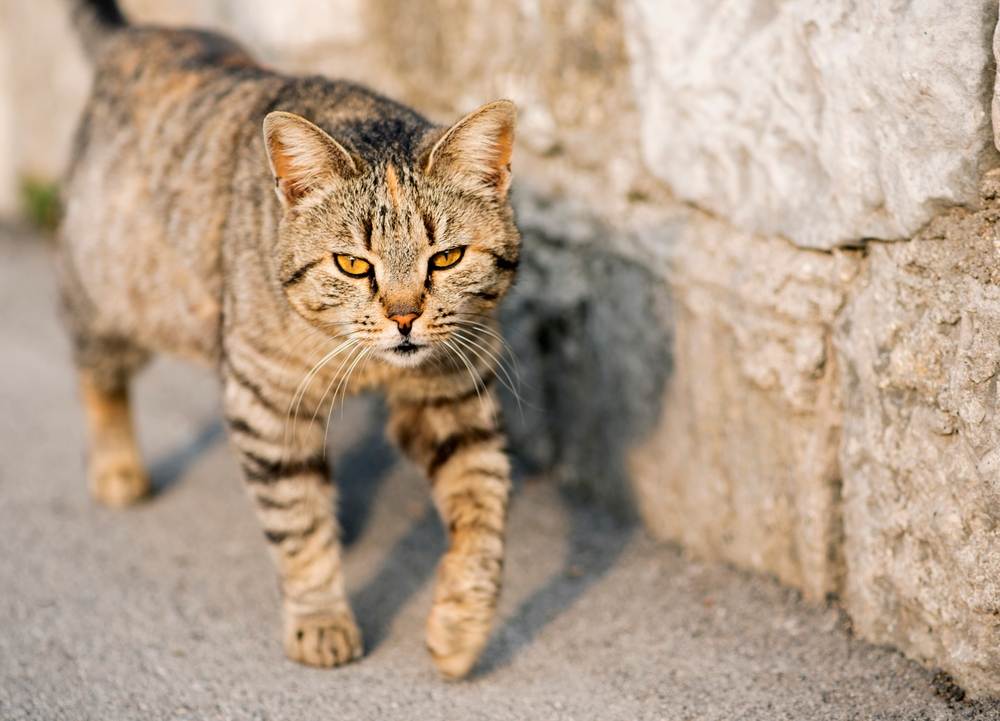 Um gato listrado cinza caminha pela estrada