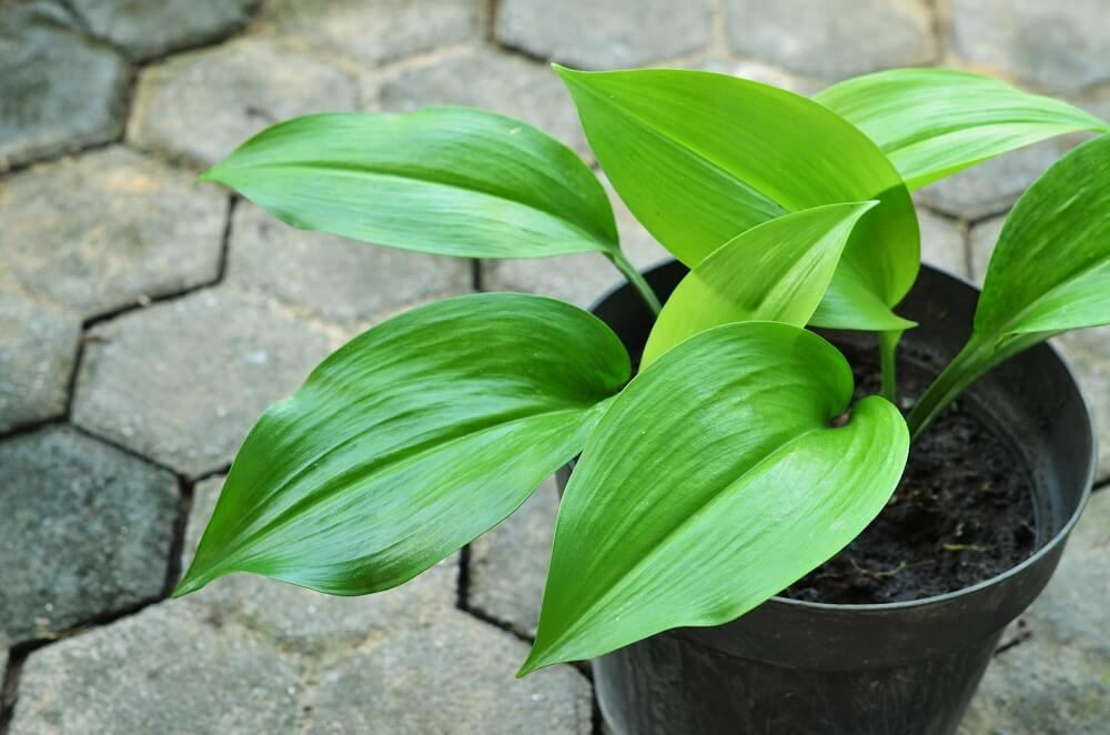 Planta de Ferro Fundido