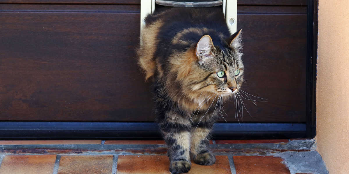 Um gato curioso espiando para fora por uma porta de gato, pensando se deve se aventurar ao ar livre.