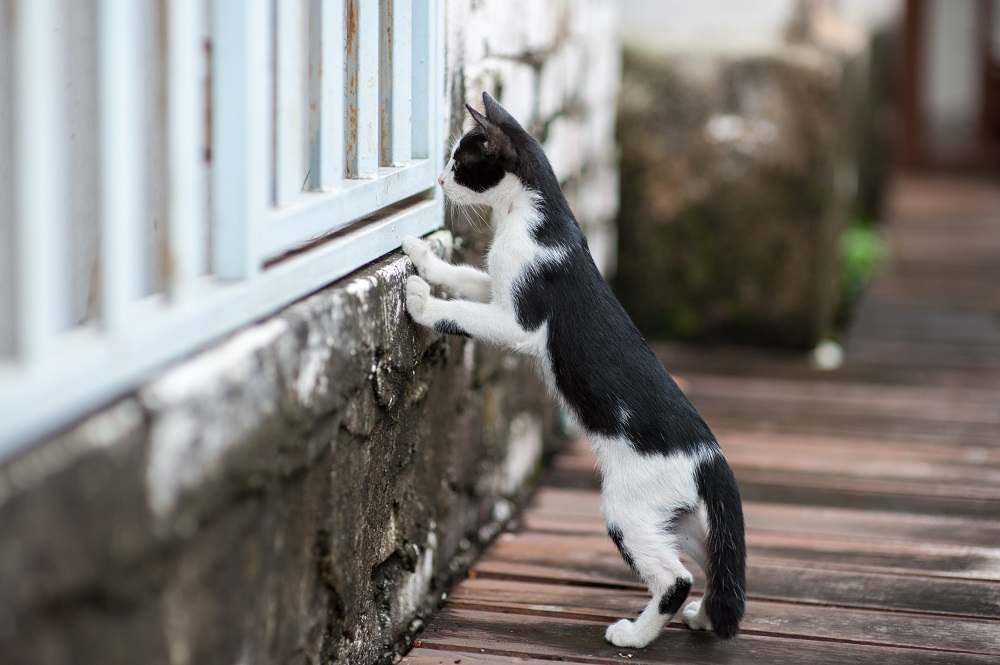 Gato olhando através da cerca