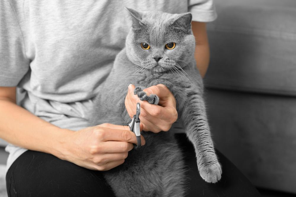 Um gato tendo as unhas aparadas por um cuidador humano, com uma abordagem focada e cautelosa para garantir o conforto e segurança do gato durante o processo de escovação.