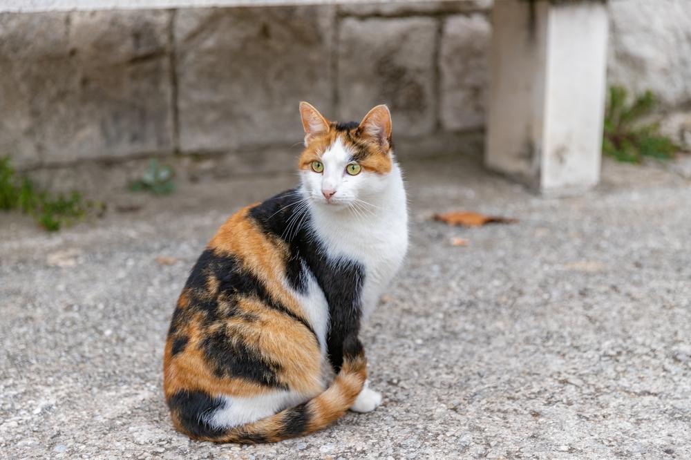 Um gato sentado na rua, observando o que está ao seu redor.