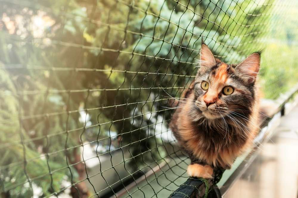 Gato com cerca protetora