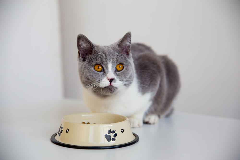 Gato fofo comendo na tigela