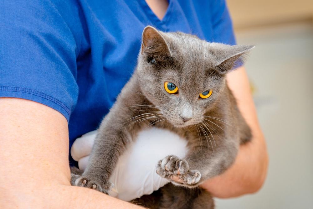 Médico veterinário está segurando um gato fofo gato birmanês