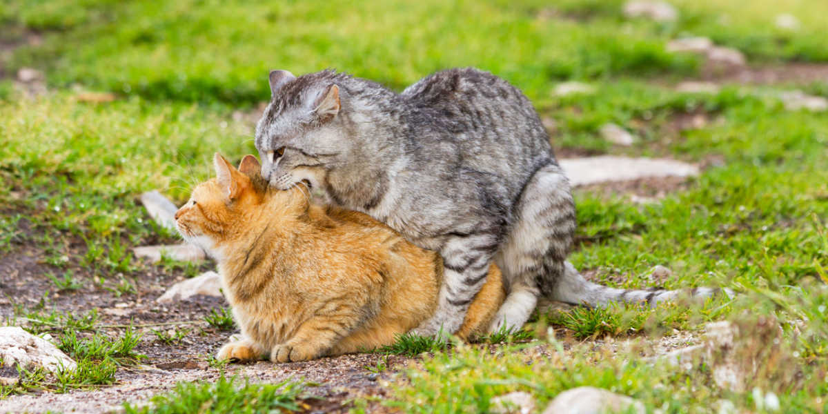 Gatos domésticos acasalando