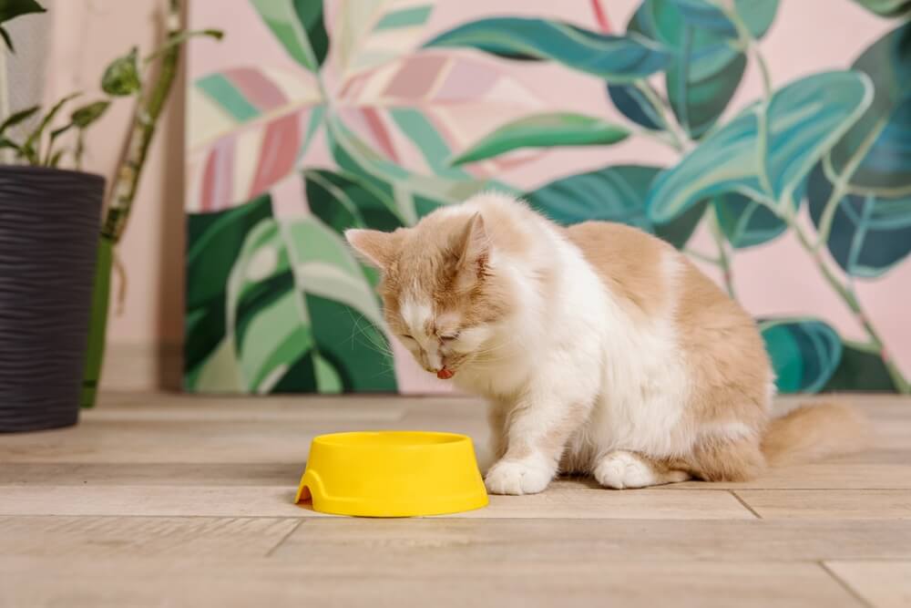 Gato doméstico comendo em uma tigela