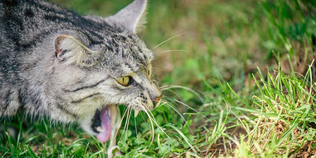 Um gato doméstico fotografado ao ar livre, com grama ao fundo, próximo a um pequeno monte de vômito. A imagem captura um comportamento comum em que os gatos podem ingerir grama para induzir o vômito, potencialmente auxiliando na digestão ou removendo substâncias indesejadas do estômago.