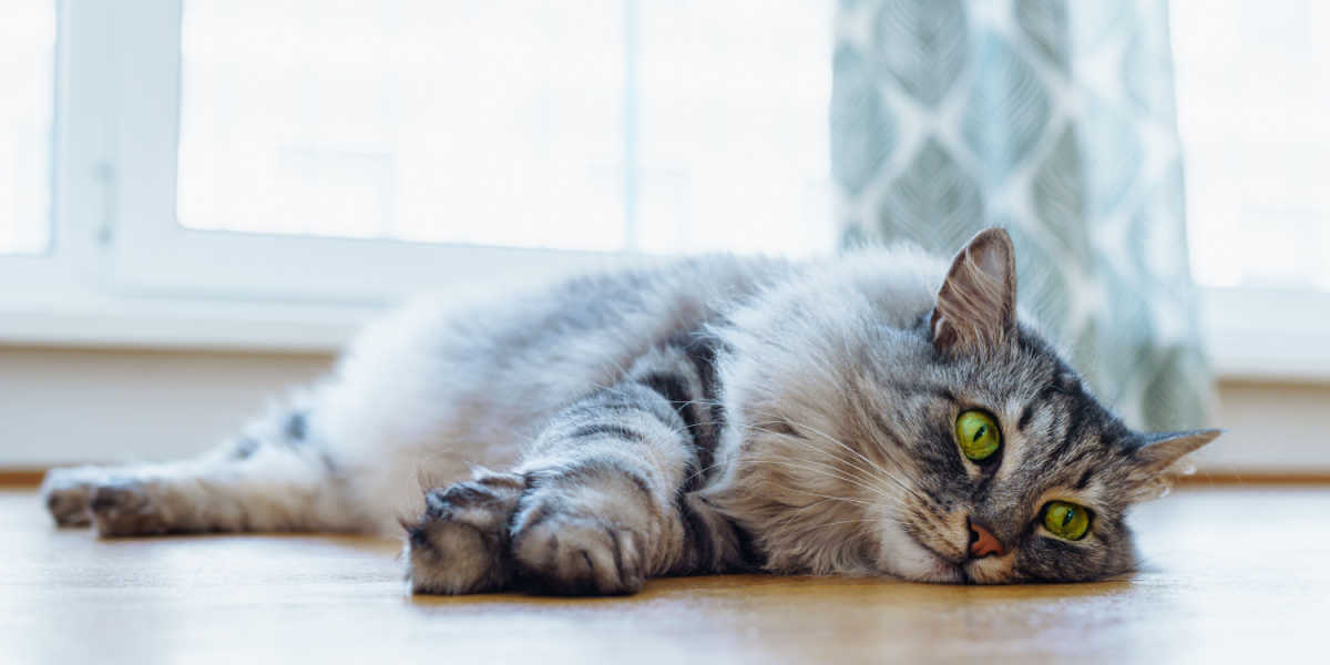 Gato Maine Coon com olhos verdes cativantes descansando em um piso de parquet de madeira.