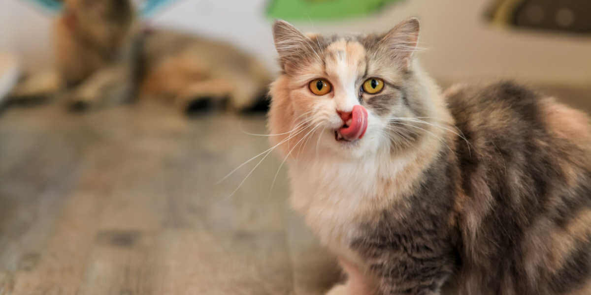 'Munchkin' Cat está lambendo os próprios lábios