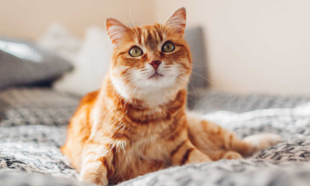 Nomes de gatos guerreiros: Gato laranja relaxando em uma cama