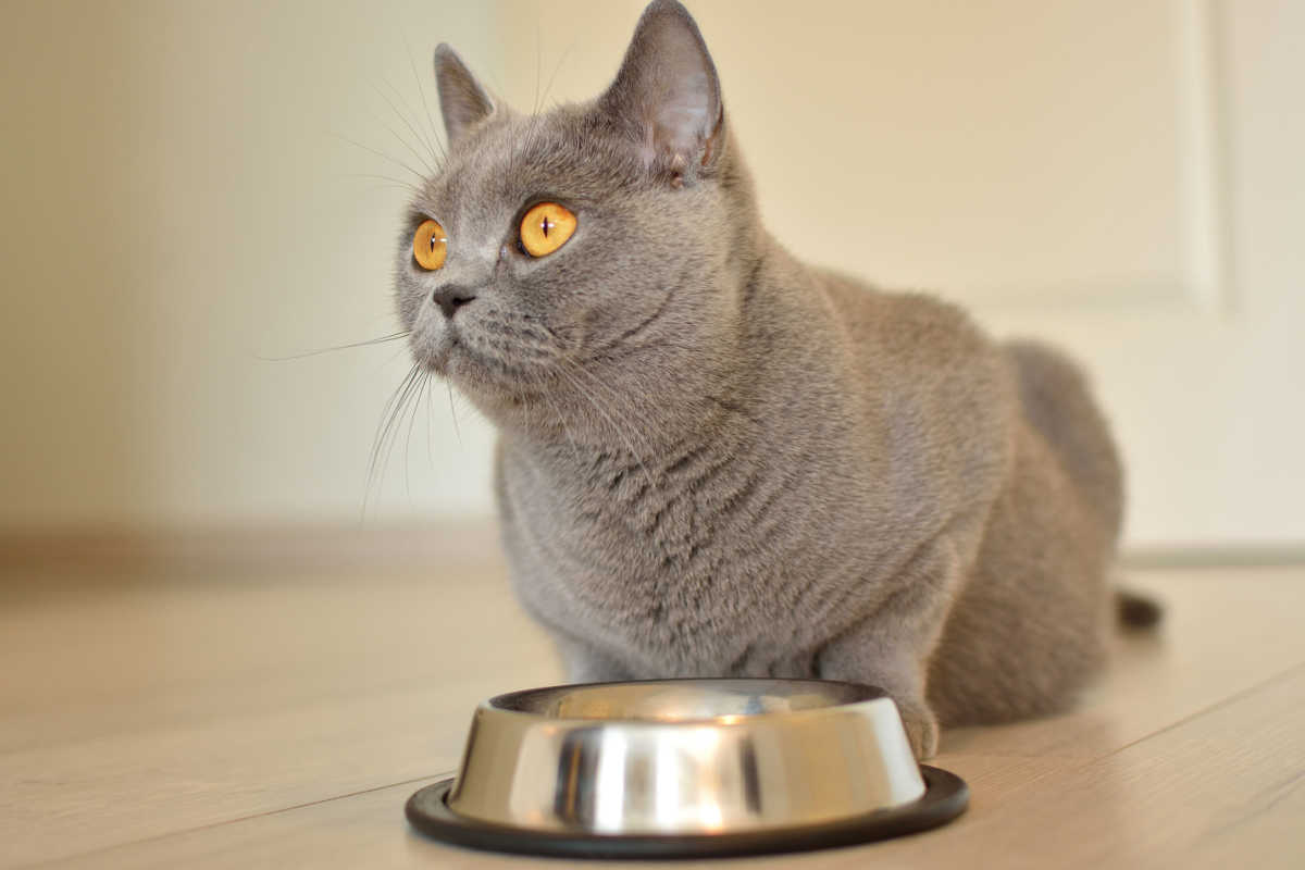 Gato grávida de British Shorthair comendo