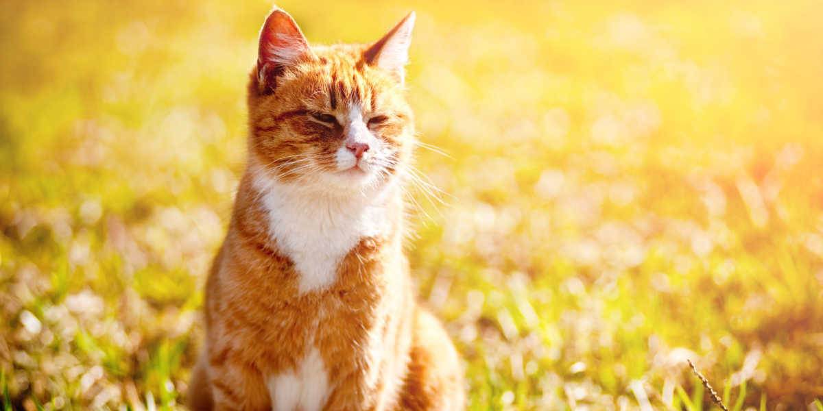 Gato vermelho apertando os olhos sob o sol brilhante