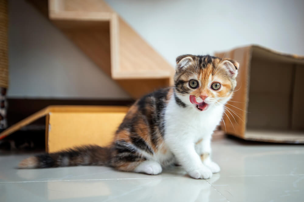 O gato Scottish Fold está brincando em casa