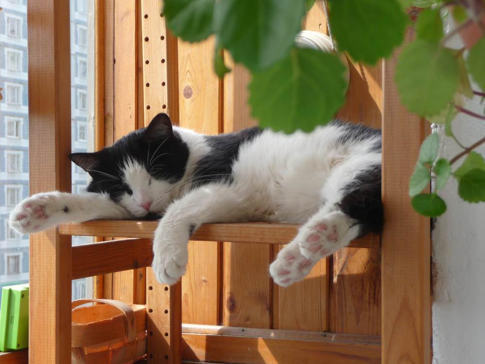 Gato dormindo na varanda