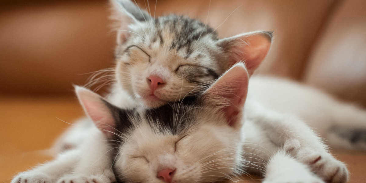 Dois gatinhos dormindo em um ônibus